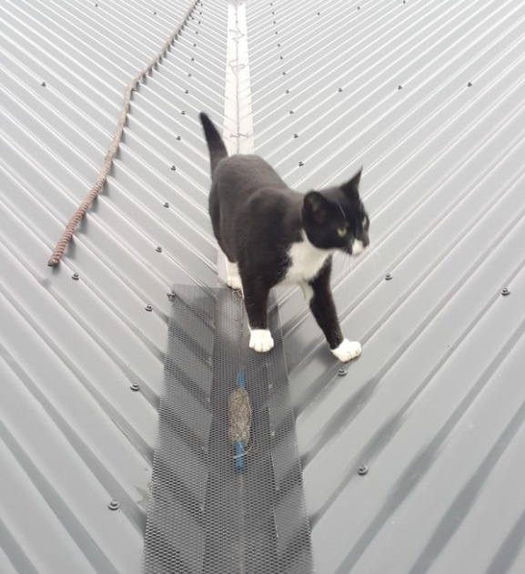 Gutter Guard Installers Tauranga